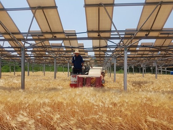 영농형 태양광이 설치된 농지에서 농민이 트랙터를 운전하고 있다/사진=한화큐셀