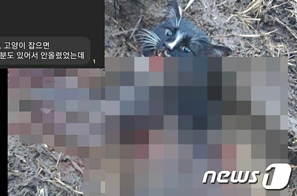 고양이에 활 쏘면 뛰어다닌다 고양이에 활 쏘면 뛰어다닌다