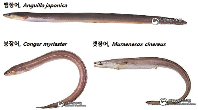 우리나라에서 주로 유통되는 장어류. /사진=국립수산과학원