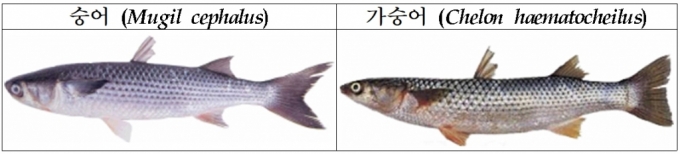 숭어와 가숭어의 차이. 눈의 홍채 색깔이 누리끼리한 게 가숭어다. 꼬리지느러미도 숭어는 움푹 패였지만 가숭어는 그 정도가 훨씬 덜하다. /사진=국립수산과학원