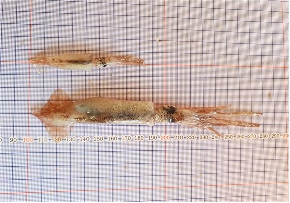 (위)금지체장인 외투장 15㎝에 훨씬 못 미치는 어린 살오징어. (아래)금지체장을 넘긴 살오징어. 사진=국립수산과학원