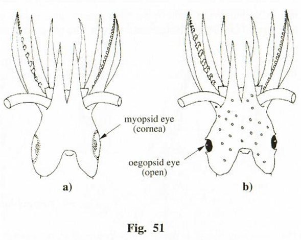 (왼쪽)폐안목의 꼴뚜기 (오른쪽)개안목의 오징어. /사진=FAO(2010)