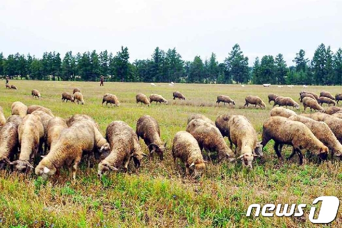 [사진] 양 기르기 중시하는 북한 양강도 "계획 완강하게 실행"