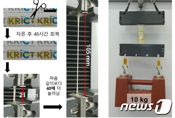 이 소재를 절단 후 다시 이어붙여도 400% 이상 늘어나고(왼쪽), 10 kg 이상의 하중을 견딘다(오른쪽). (화학연 제공) © 뉴스1