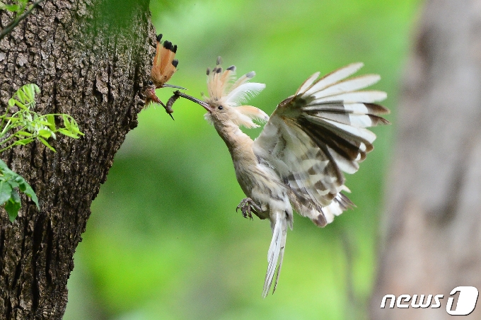 [사진] [단독]국내 최초 흰후투티 옥산서원에서 발견