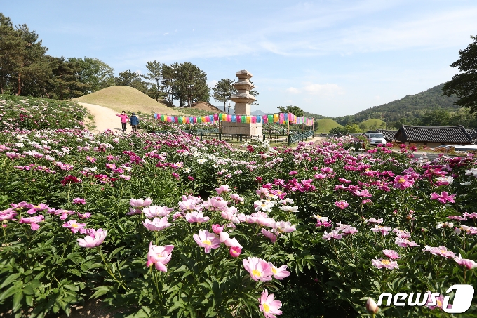 [사진] 작약꽃이 피었습니다