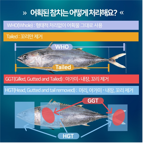 참치를 처리하는 방식. /사진=국립수산과학원