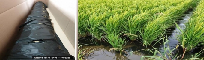 서진바이오텍의 생분해 멀칭필름(왼쪽)과 멀칭필름을 사용한 논/사진제공=서진바이오텍