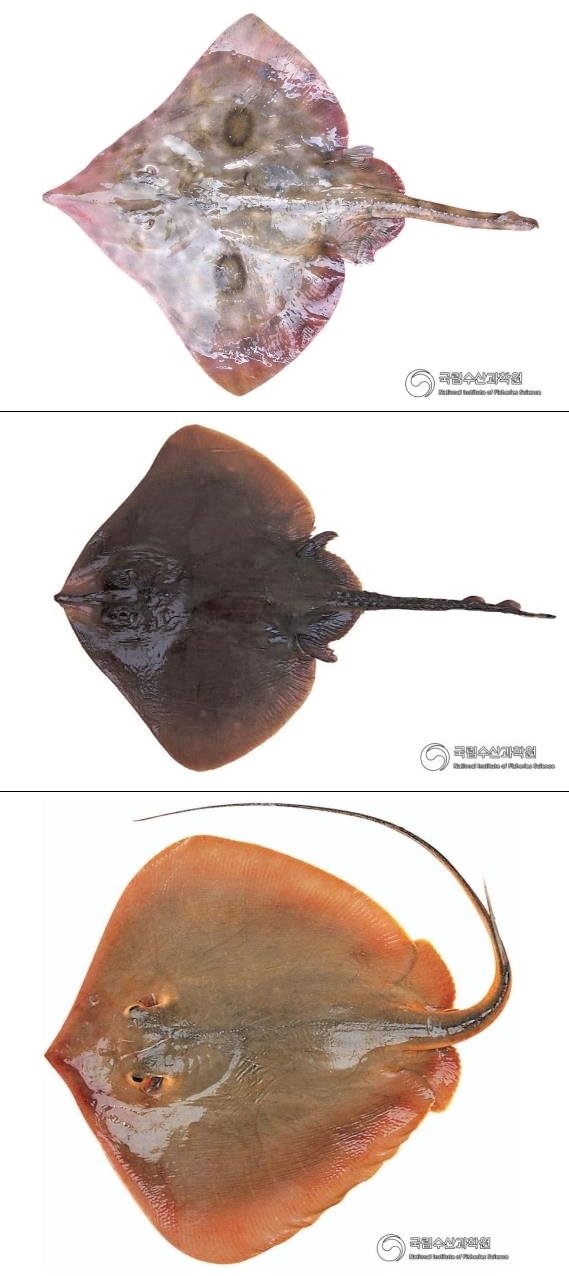 (위에서부터)참홍어, 홍어(간재미), 노랑가오리. 가오리류에 속하는 노랑가오리는 꼬리에 있는 독침이 위협적으로 보인다. /사진=국립수산과학원