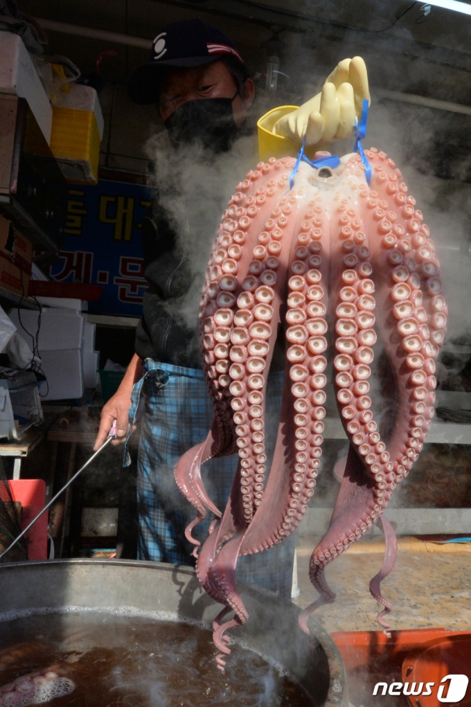 설 명절을 앞둔 지난 2월 7일 포항죽도시장 어물전에서 문어 상인이 제수용 문어를 삶아내고 있다. /사진=뉴스1