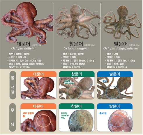 문어 구분하는 법. /사진=국립수산과학원