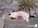 부산 사하구 하단동 강변도로 산책길에서 길고양이 사체가 훼손돼 있다. /사진=뉴스1(부산길고양이보호연대 제공)
