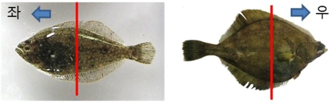(왼쪽)넙치 (오른쪽)가자미의 일종인 각시가자미. /사진=국립수산과학원