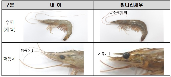 '줄서 먹던 맛집 수조 안 그녀석, 대하가 아니었네'