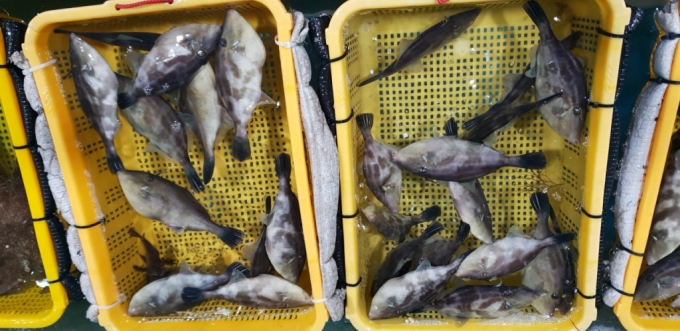 위판장에서 경매 대기중인 말쥐치. /사진=국립수산과학원