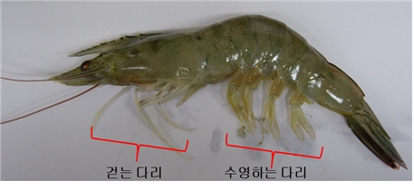 걷는 다리와 수영하는 다리가 나뉘어있는 새우. /사진=국립수산과학원