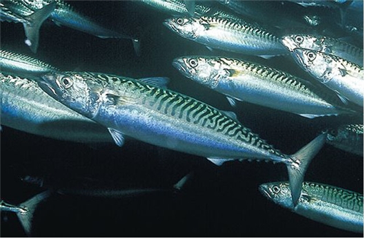 대서양 고등어. /사진=FishBase
