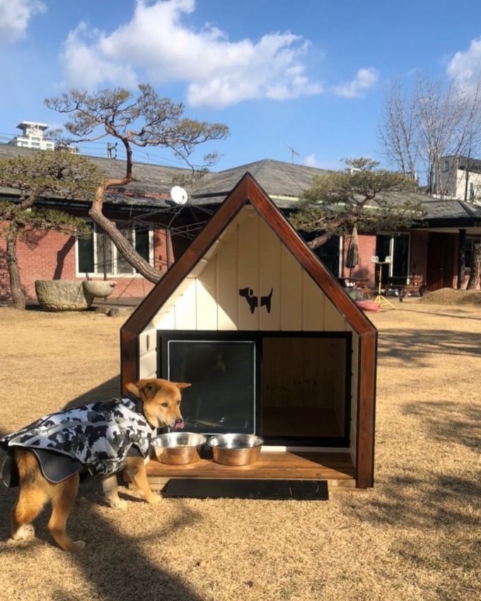 전 골프선수 박세리의 반려견 천둥이/사진=박세리 인스타그램