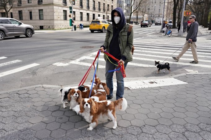 미국 뉴욕의 한 개 산책사(dog walker). 기사와 직접 관련 없음. /사진=AFP