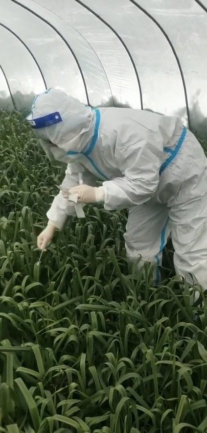 지난 22일 중국 허난성 위저우시 훠룽진 방역 당국은 최근 마늘잎에서 검체를 체취해 핵산 검사를 실시했다. /사진제공=웨이보 캡처