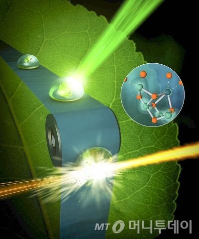 X선 자유 전자 레이저로 펨토초(1000조분의 1초) 시간 동안 식물을 분석할 수 있다. / 사진=미국스탠퍼드대