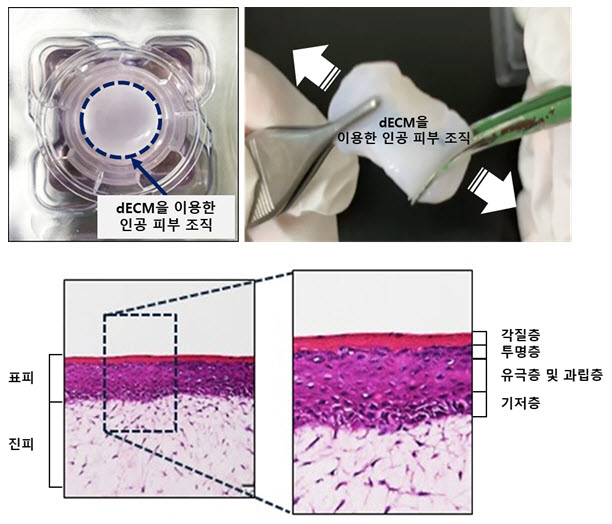 티앤알바이오팹 3D 바이오프린팅 인공피부 관련 사진. /사진제공=티앤알바이오팹