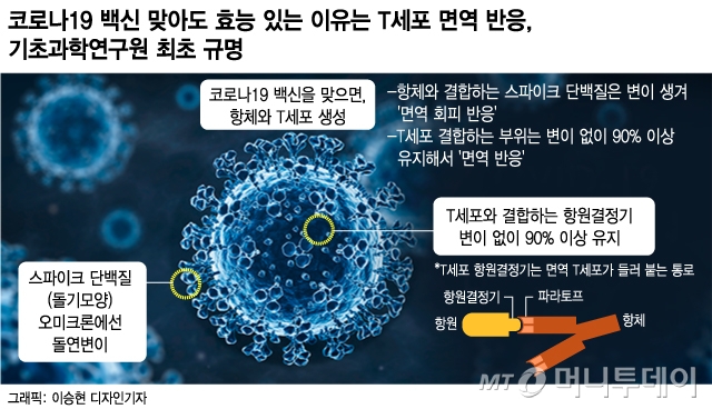 "물백신 논란에도 맞아라"..韓·美 연구들 'T세포' 면역효과 입증