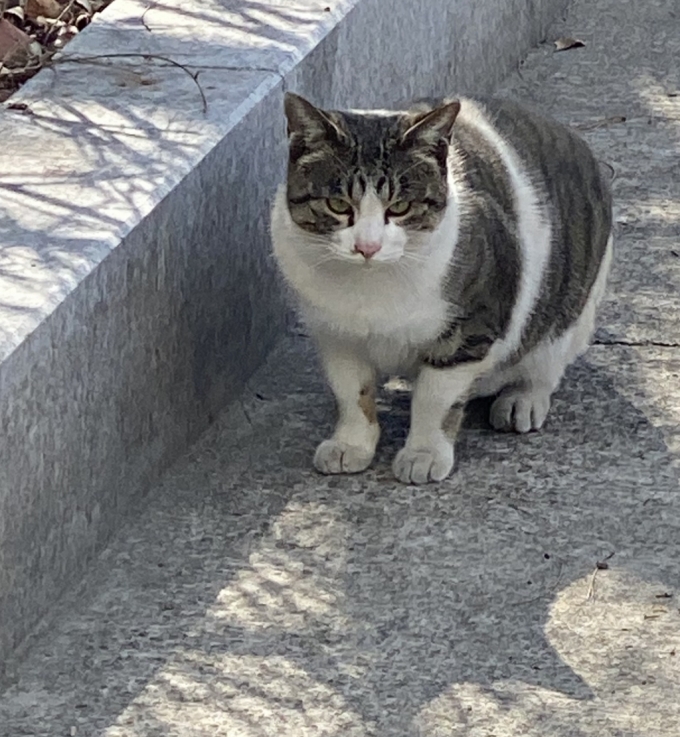 밥자리 인근을 찾아온 동네 고양이. 옛날엔 도둑 고양이라 불렀고, 시간이 흐른 뒤엔 길에서 산다며 길고양이라 불렀다. 지금은 '동네 고양이'라 한다. 같은 영역에서, 같은 동네에서 함께 살아가는 존재이기에. 그러니 조금씩 인식이 나아지고 있기는 하다. 그나마 다행이다./사진=남형도 기자