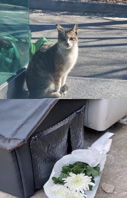 온순한 식당 고양이였던 '두부', 20대 남성이 꼬리를 잡아 담벼락에 수차례 내리쳐 죽였다. 그러고도 구속영장이 법원서 기각됐다. 인식이 문제다./사진=동물권단체 카라