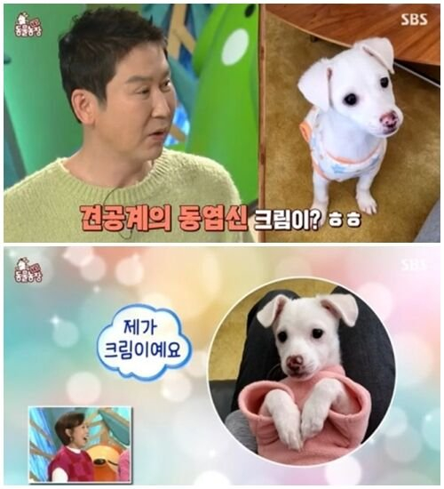 신동엽 '동물농장 21년'만에 반려견 입양…어떻게 이렇게 닮았을까 - 머니투데이 신동엽 '동물농장 21년'만에 반려견 입양…어떻게 이렇게 닮았을까 - 머니투데이