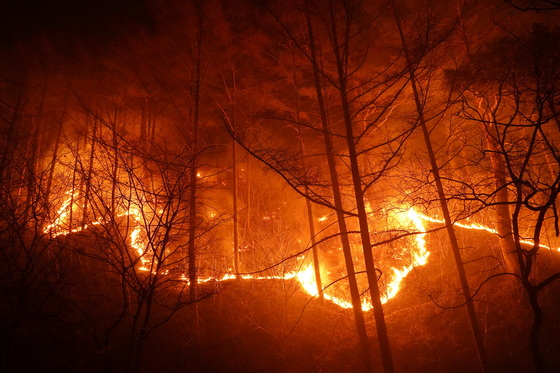 경북 울진군 북면 산불 발생 사흘째인 지난 6일 수시로 바뀌는 풍향과 강풍 및 연무로 산불이 울진군 금강송면 소광리 금강소나무숲 인근까지 번지고 있다./사진=뉴스1  