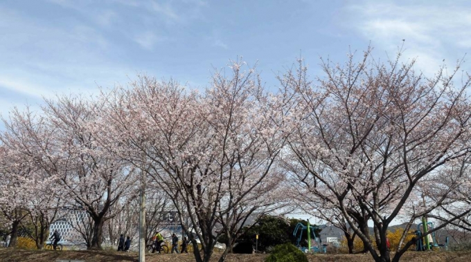 봄 기운이 완연한 27일 부산 사상구 삼락생태공원 인근 낙동제방 산책로를 찾은 시민들이 벚꽃터널을 지나며 봄나들이를 즐기고 있다./사진=뉴시스