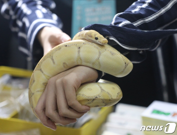 가게 주인에 앙심...수천만원어치 파충류 79마리 빼돌린 알바생 - 머니투데이 가게 주인에 앙심...수천만원어치 파충류 79마리 빼돌린 알바생 - 머니투데이