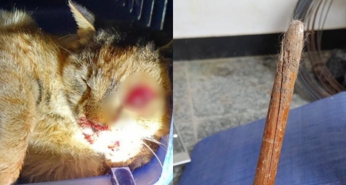 그렇게까지 죽여도 '벌금형'…길고양이 사체 50구, 예견된 거였다 - 머니투데이 그렇게까지 죽여도 '벌금형'…길고양이 사체 50구, 예견된 거였다 - 머니투데이