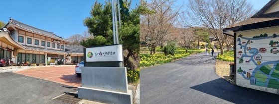 ▲구항 거북이마을 입구에 노란 수선화가 한창이다./사진=임윤희 기자