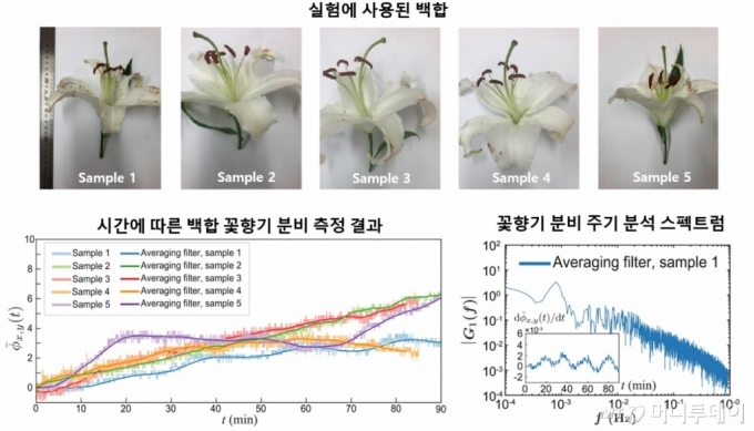 실험에 사용된 백합과 꽃향기 분비 측정 결과. / 사진제공=KAIST