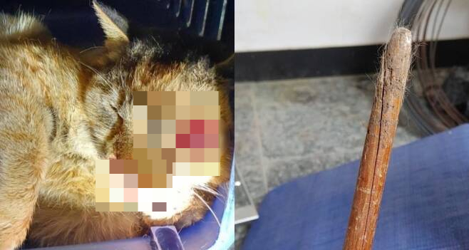 만삭 고양이 눈을 막대로 '콱'…동물학대를 자랑하는 사람들 - 머니투데이 만삭 고양이 눈을 막대로 '콱'…동물학대를 자랑하는 사람들 - 머니투데이