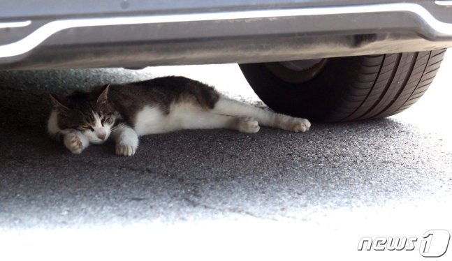 자동차 아래 숨어있는 고양이의 모습. 기사의 직접적인 내용과는 관계없음./사진=뉴스1