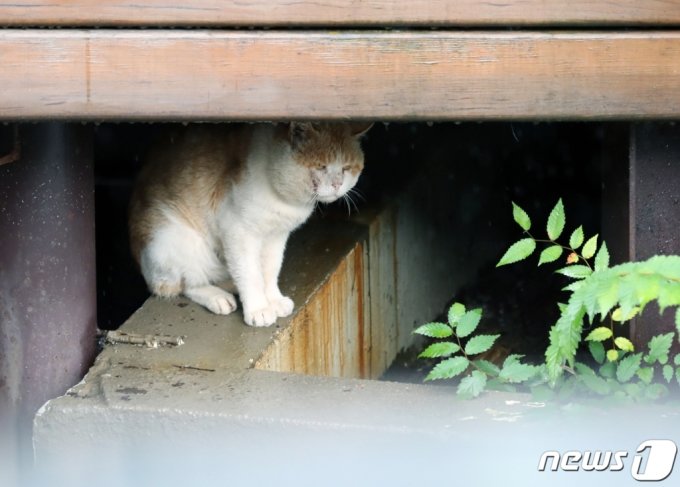 동물원에서 고양이가 계단 밑에서 비를 피하고 있는 모습. 기사의 직접적인 내용과는 관계없음./사진=뉴스1  