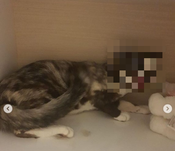 고양이 N번방'이 있다?…