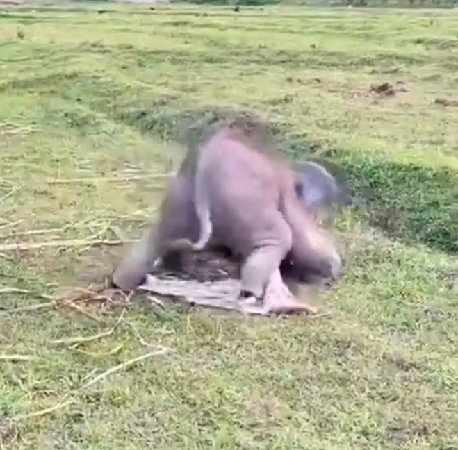 생후 3주 된 아기 코끼리가 모델 메간 밀런을 넘어뜨린 뒤 짓누르고 있다./사진=트위터