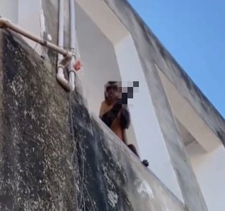 브라질의 한 마을에 칼을 든 원숭이가 나타나 주민이 공포에 떠는 일이 벌어졌다. /사진=알레산드로 게라 소셜미디어