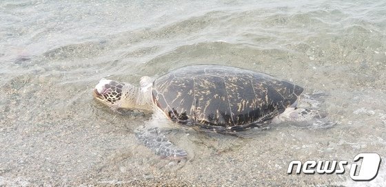 우리나라 연안에서 발견된 바다거북 사체/사진제공=KIOST 