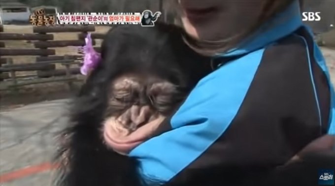 엄마가 돌보지 않았던 침팬지 관순이는, 사육사가 대신 돌봤다. 사육사를 엄마라 믿었다. SBS TV 동물농장에 출연해 귀엽다고 인기를 끌었었다. 그마저도 잊혀졌고, 이젠 인도네시아의 낯선 사파리로 보내지게 되었다./사진=SBS 스토리 유튜브