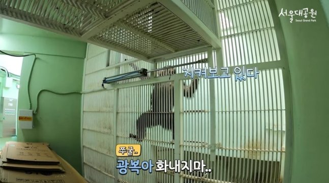 침팬지 광복이./사진=서울대공원 유튜브