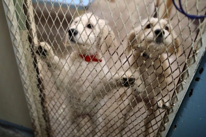 미국 보호소의 강아지들/로이터=뉴스1