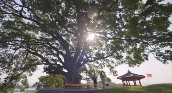 ena 드라마 이상한 변호사 우영우 8회에서 등장한 팽나무의 모습. /사진=유튜브 캡처