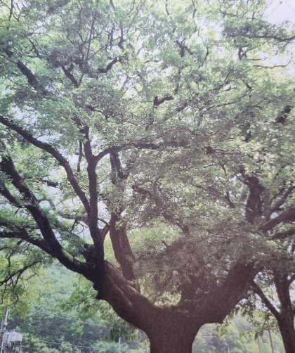 &lt;식물분류학자 허태임의 나의 초록목록&gt; 131쪽 경남 창녕군 옥천리 팽나무 고목 사진