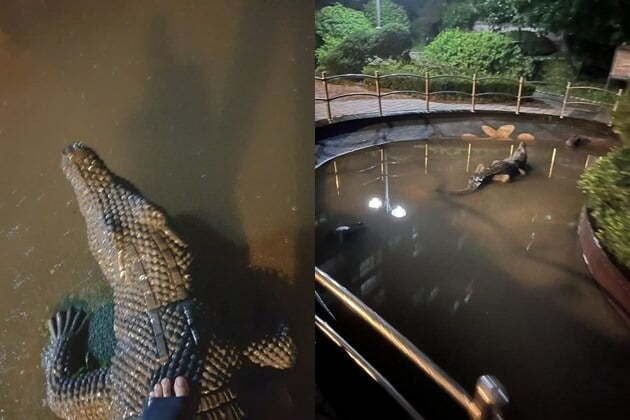 물이 빠진 뒤 드러난 악어 조형물의 모습 /사진=온라인 커뮤니티