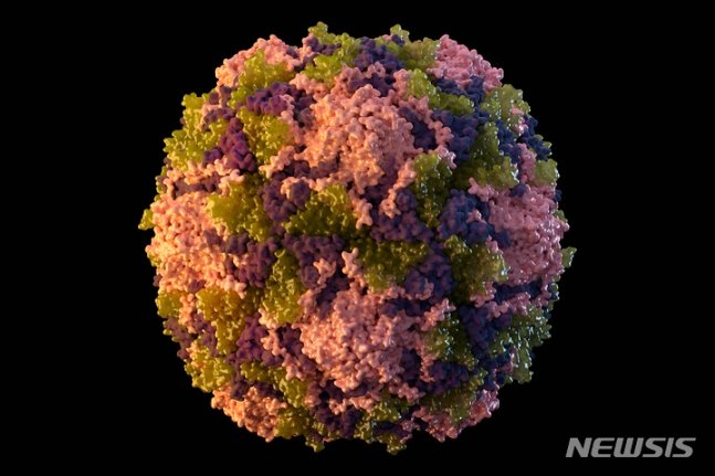 [AP/뉴시스] 미국에서 9년 만에 처음으로 소아마비 확진자가 나왔다고 미 보건당국이 21일(현지시간) 발표했다. 사진은 소아마비 바이러스의 모습 2022.07.22